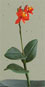 Single flower image - Courtesy of Goyo-kai 