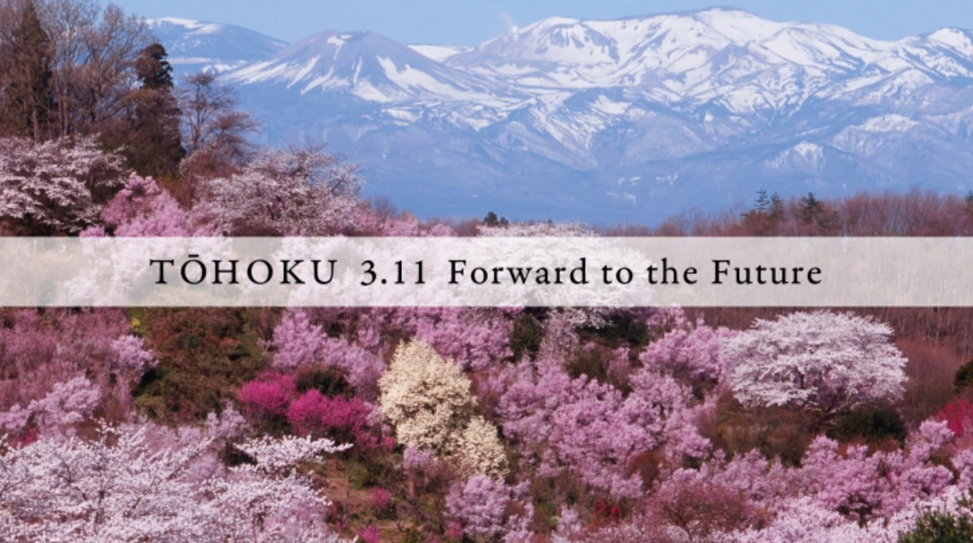 IMG:Rows of pink cherry trees in the mountains