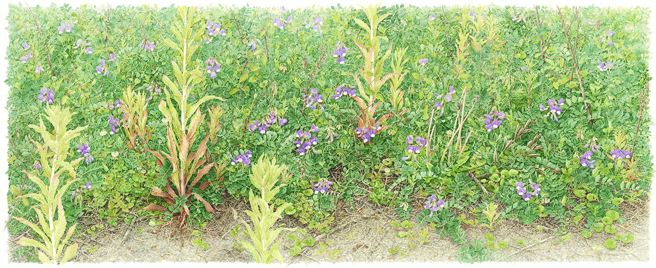Picture of green filed with many wild flowers
