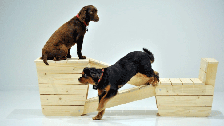 Img:Two dogs on the wodden stracture 