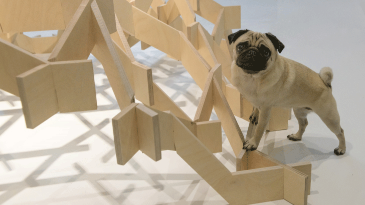 Img:A dogs on the wodden stracture