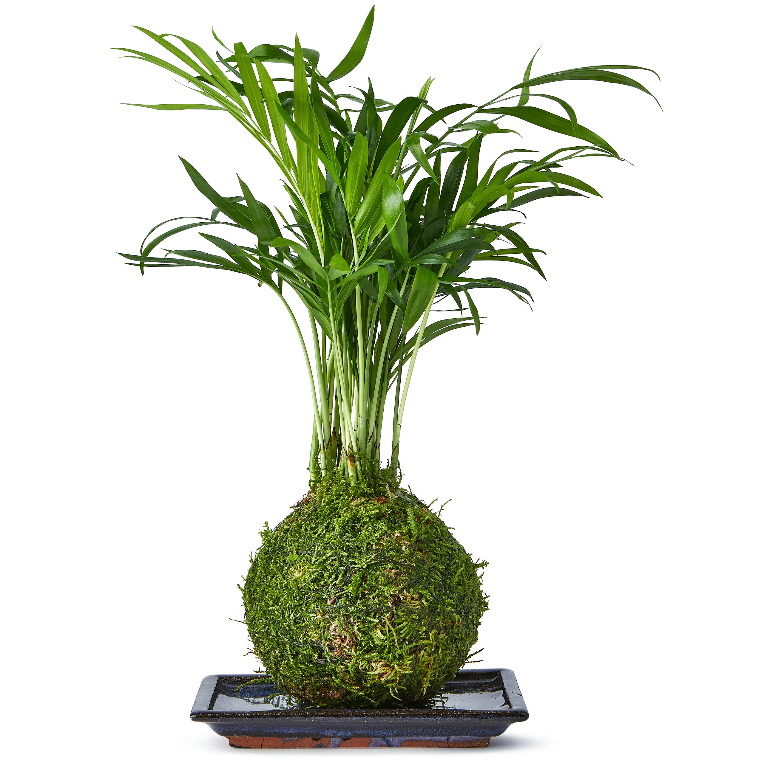 Img:RokuJin bottle and glass of yellow drink with two oragne ball on the desk with green plants