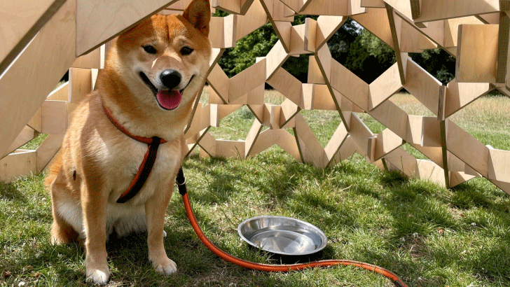 Img:Shiba dog under wooden stracture