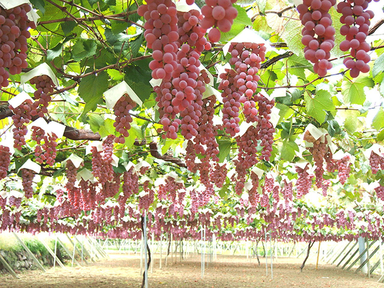 Img:Japanese grape 