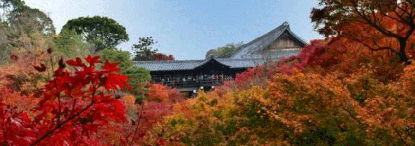 Img:KiyomizuTemple with red maple trees