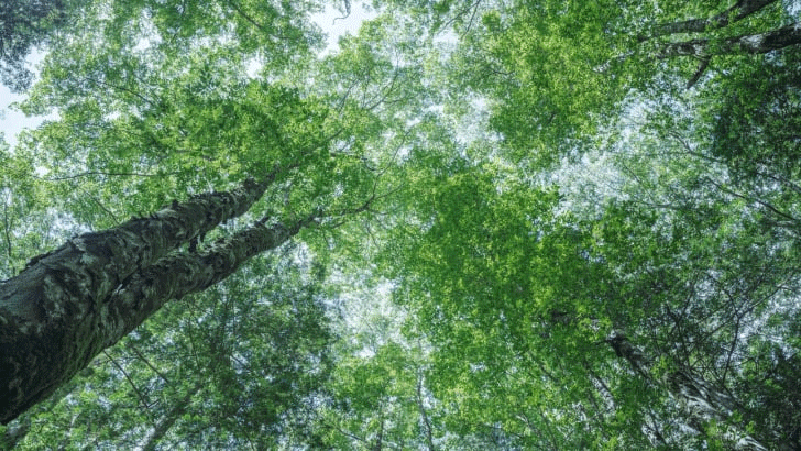 Img:looking up tree 