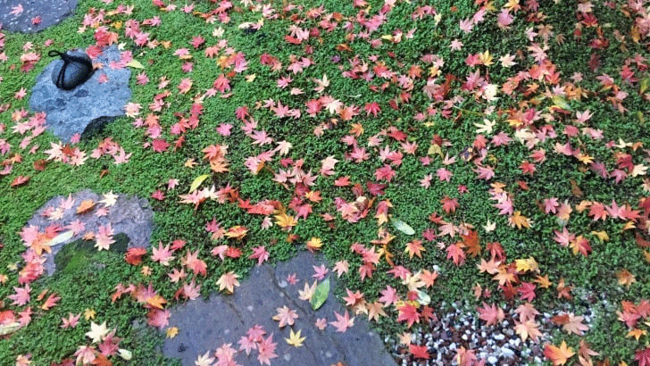 Img:Color of Leaves on green moss