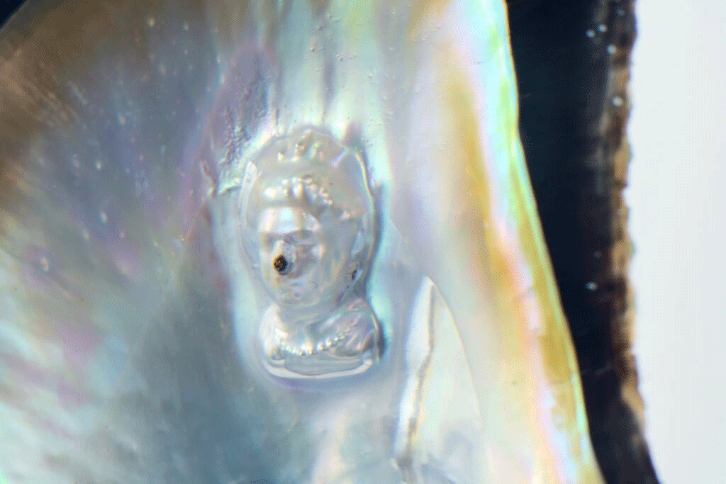 Img:Shells, 4K videos, inkjet prints