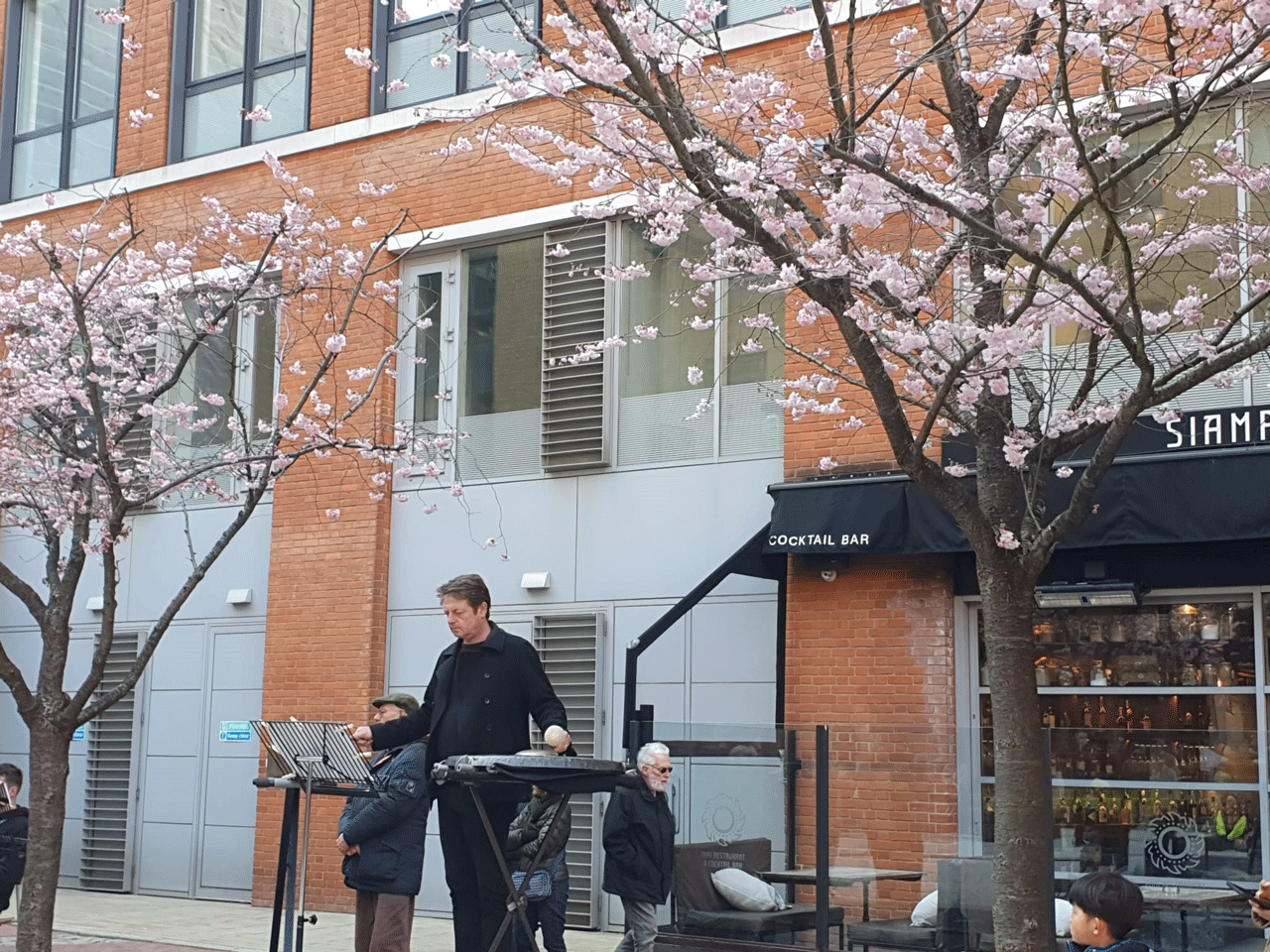 Img+ Man playing music under cherry Blossom