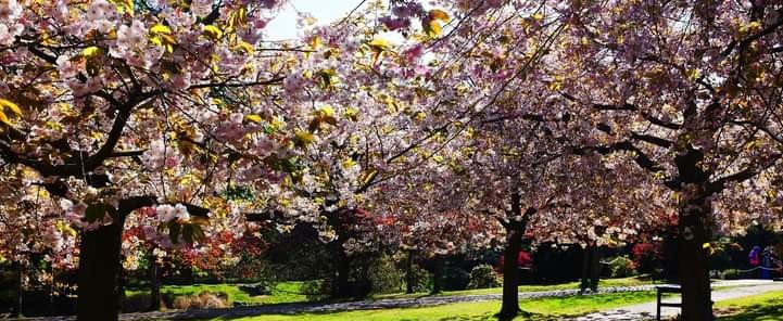 Img: Cherry tree in Lauriston Castle