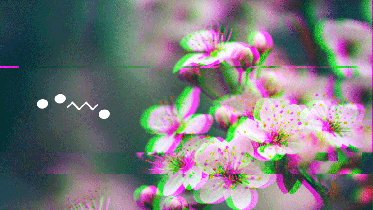Img:Cherry flower 