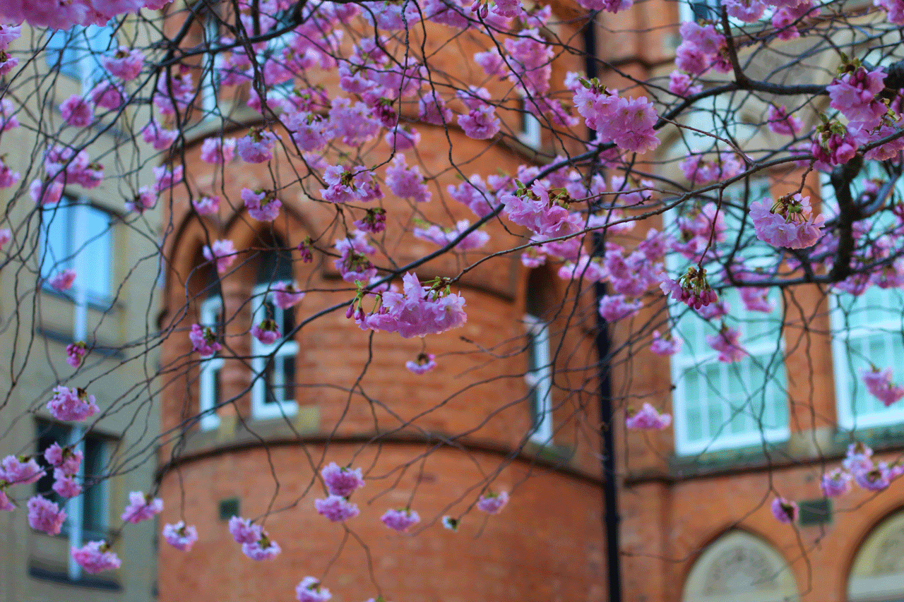 Img:Cherry Blossom in front of blick building