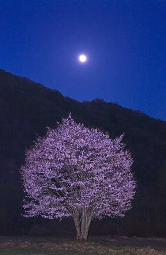 Sakura in Fukushima
