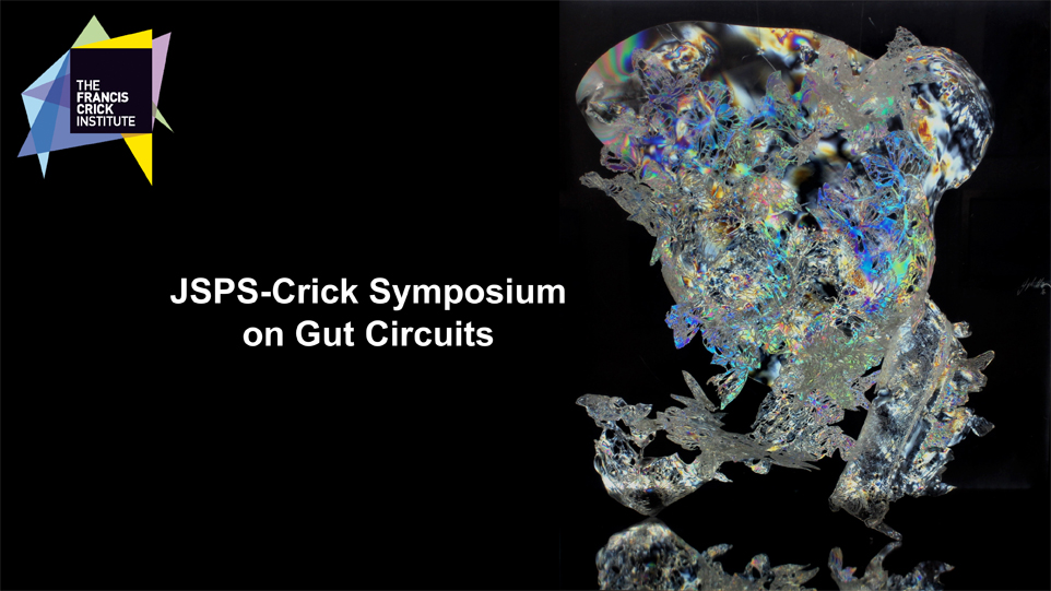 JSPS-Crick Symposium on Gut Tissue Circuits