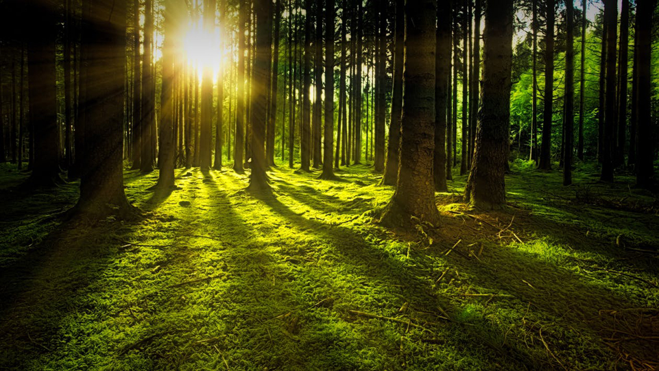 Awaken your zen… Retreat Day