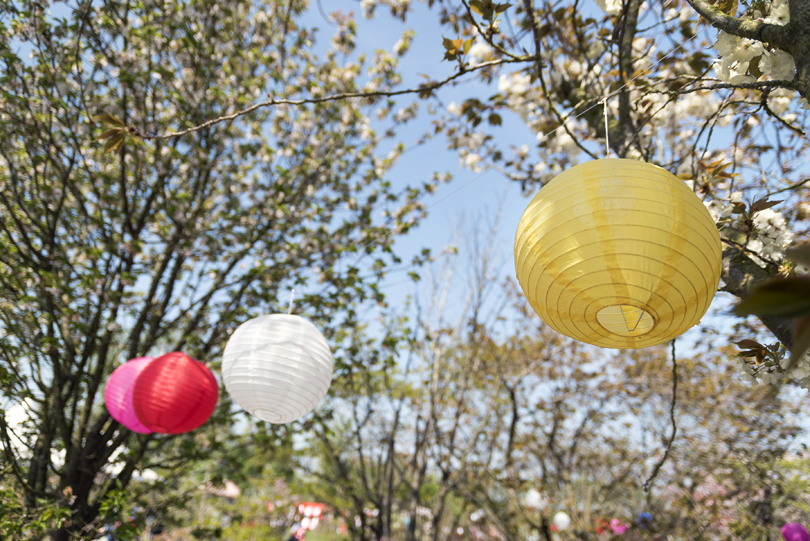 Brogdale Hanami Festival