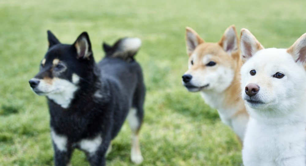 Japanese Dog Breeds – Live Showcase