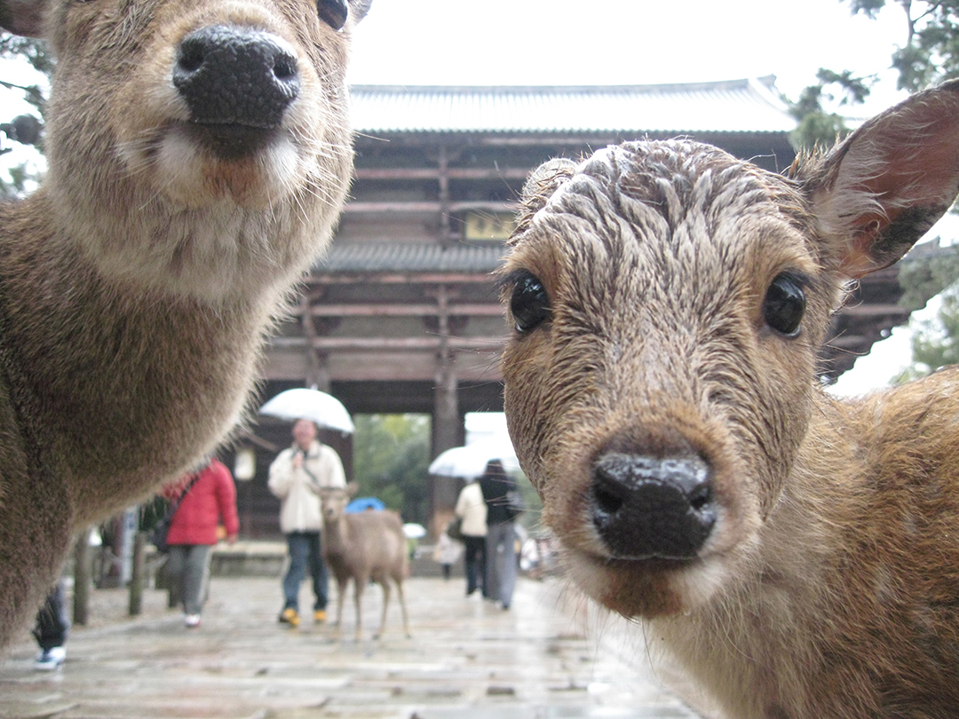 Img-Virtually InsideJapan live walking tours from Japan