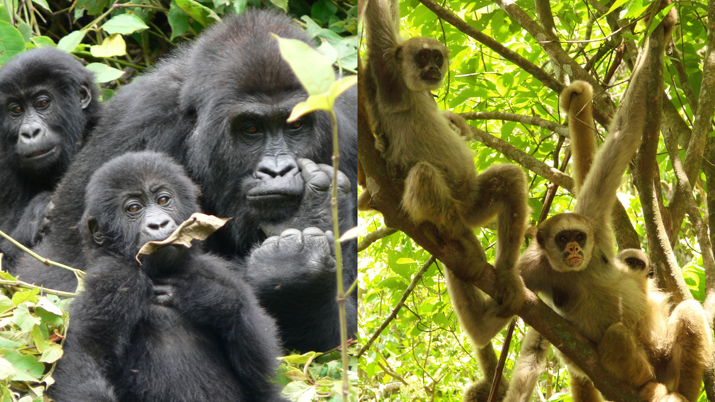 image-Modern Human Society as seen by Primatologistsc