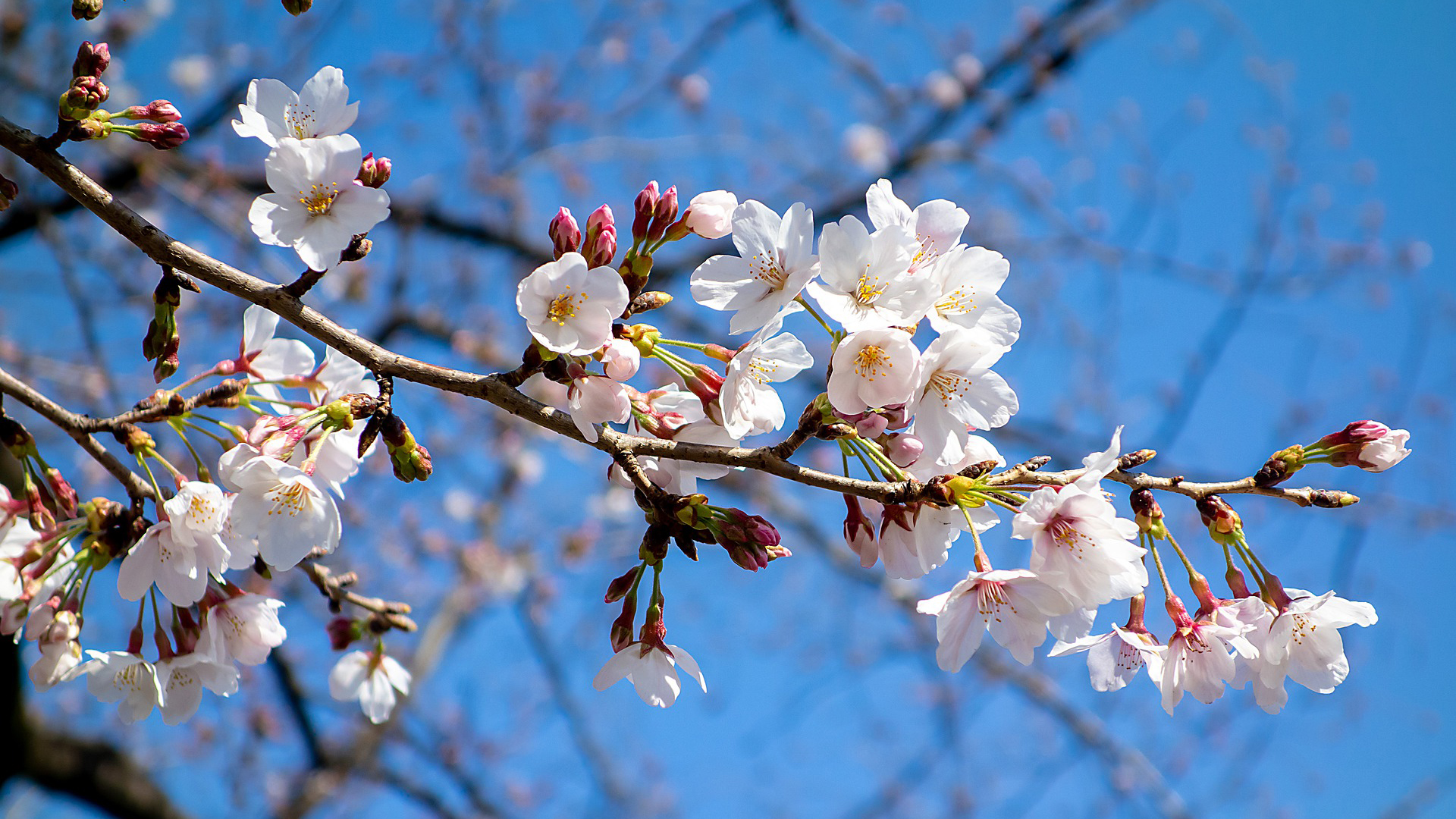 The Japan-UK　Season of Culture