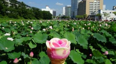 Japan, teach, JET, Japan Exchange and Teaching Programme, ALT, CIR