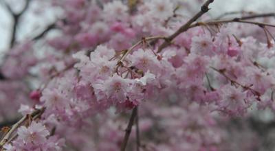 Japan, teach, JET, Japan Exchange and Teaching Programme, ALT, CIR