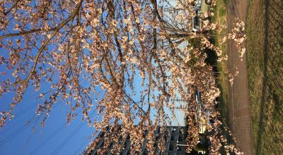 Japan, teach, JET, Japan Exchange and Teaching Programme, ALT, CIR
