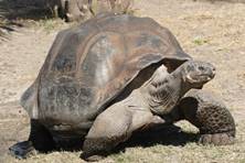 https://upload.wikimedia.org/wikipedia/commons/4/42/Galapagos_giant_tortoise_Geochelone_elephantopus.jpg